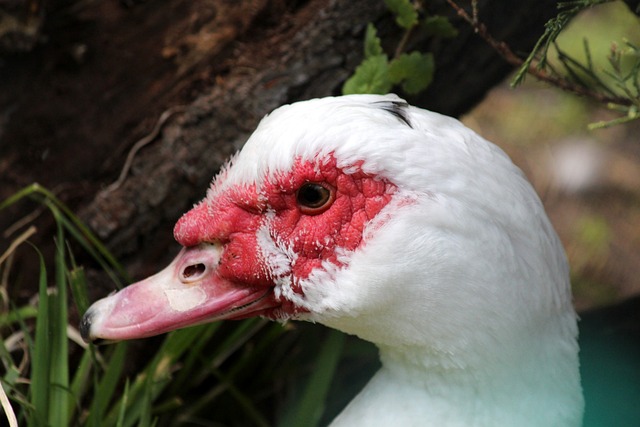 尊严与荣耀 尊严与荣耀